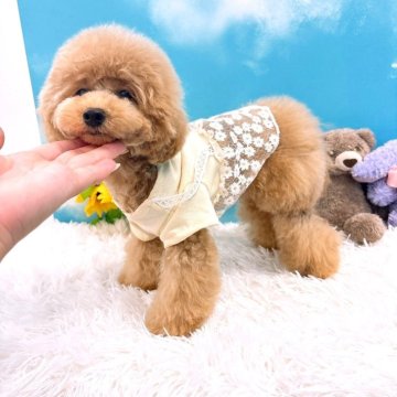 トイプードル(ティーカップ)【群馬県・女の子・2025年1月10日・クリーム】の写真「毛量◎お顔◎性格◎ティーサイズのお姫様🎀」