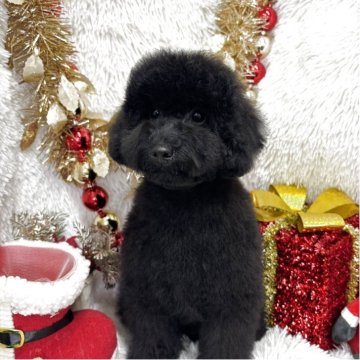 トイプードル(トイ)【群馬県・男の子・2025年7月29日・ブラック】の写真「当日ご見学可能な場合もございます〇┐」