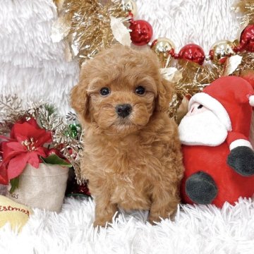 トイプードル(タイニー)【群馬県・男の子・2025年10月7日・アプリコット】の写真「当日急なご見学可能な場合があります(*^^*)」