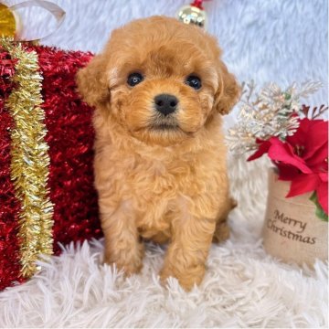 トイプードル(ティーカップ)【群馬県・女の子・2025年10月30日・アプリコット】の写真「当日急なご見学可能な場合があります(*^^*)」