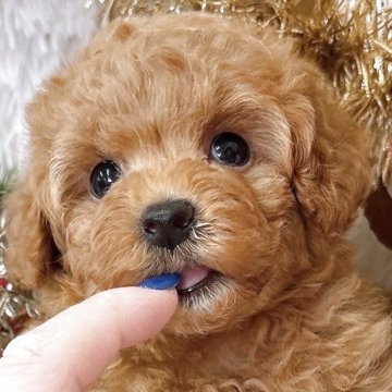 ティーカッププードル【群馬県・女の子・2025年10月7日・アプリコット】の写真「12月7日迄の掲載となります〇┐」