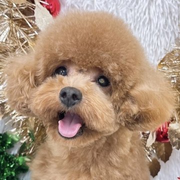 トイプードル(タイニー)【群馬県・女の子・2025年2月15日・レッド】の写真「当日急な見学も可能な場合もございます〇┐」