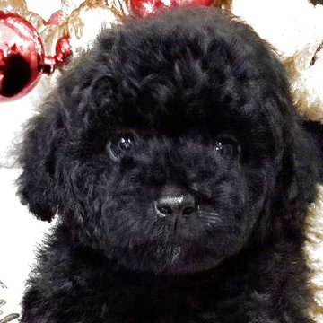 トイプードル(タイニー)【群馬県・女の子・2025年10月10日・ブラック】の写真「早期ご予約限定価格❣️」