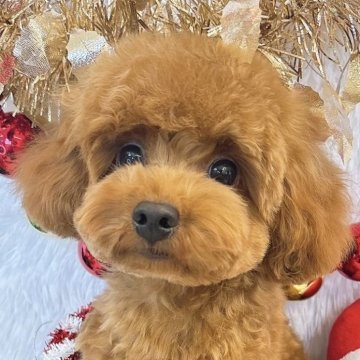 トイプードル(ティーカップ)【群馬県・男の子・2025年4月17日・レッド】の写真「元気いっぱい！お顔濃いめのドワーフ君💓🧸」