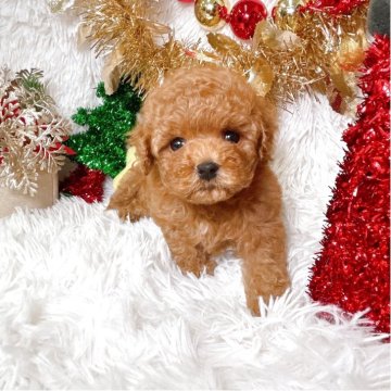 トイプードル(ティーカップ)【群馬県・女の子・2025年10月4日・レッド】の写真「当日急なご見学可能な場合があります(*^^*)」