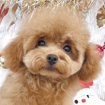 トイプードル(ティーカップ)【群馬県・女の子・2025年7月23日・レッド】の写真「当日急なご見学可能な場合があります(*^^*)」