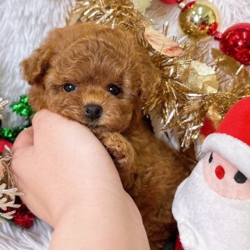 トイプードル(ティーカップ)【群馬県・女の子・2025年10月4日・レッド】の写真「小さく可愛い女の子ですので是非💓‪」