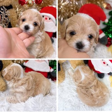 マルプー(マルチーズ×トイプードル)【群馬県・女の子・2025年10月25日・アプリコット】の写真「ひとりっ子なのでまん丸です🐶」