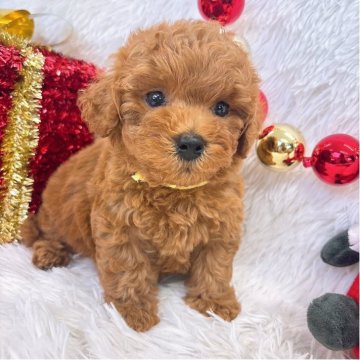 トイプードル(タイニー)【群馬県・男の子・2025年10月30日・レッド】の写真「当日急なご見学可能な場合があります(*^^*)」