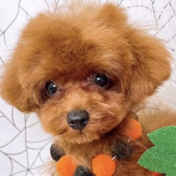 トイプードル(ティーカップ)【群馬県・女の子・2025年6月12日・レッド】の写真「当日急なご見学可能な場合があります(*^^*)」