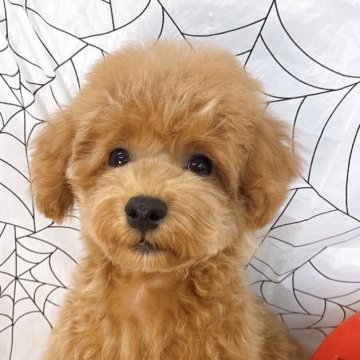 トイプードル(タイニー)【群馬県・男の子・2025年7月3日・レッド】の写真「当日急なご見学もお受け出来る場合もございます〇┐」