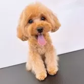 タイニープードル【群馬県・女の子・2024年8月4日・アプリコット】の写真1