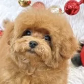 ティーカッププードル