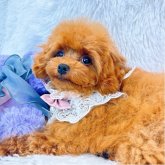 トイプードル(ティーカップ)
