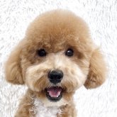 トイプードル(トイ)