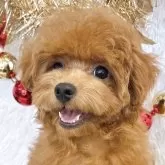 ティーカッププードル