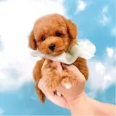 タイニープードル