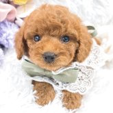 トイプードル(タイニー)