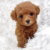 トイプードル(タイニー)