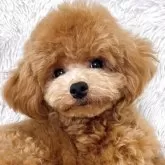 タイニープードル