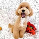 トイプードル(トイ)