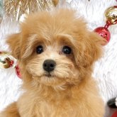 トイプードル(ティーカップ)