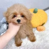 ティーカッププードル
