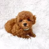 タイニープードル