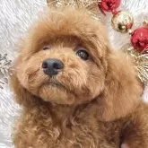 トイプードル(トイ)