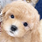 トイプードル(タイニー)