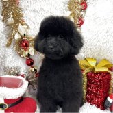 トイプードル(トイ)