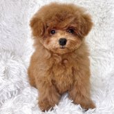 トイプードル(ティーカップ)