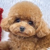 トイプードル(ティーカップ)