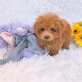 ティーカッププードル