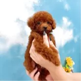 タイニープードル