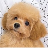 トイプードル(ティーカップ)