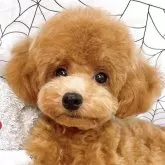 タイニープードル