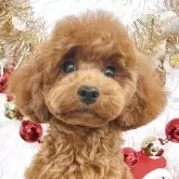 タイニープードル