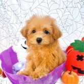 トイプードル(ティーカップ)