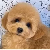 ティーカッププードル