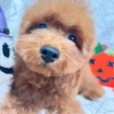 トイプードル(トイ)