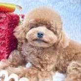 ティーカッププードル【群馬県・女の子・2025年4月19日・アプリコット】の写真3