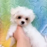 マルチーズ【群馬県・男の子・2024年11月25日・ホワイト】の写真9
