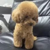 ティーカッププードル【群馬県・女の子・2025年2月15日・レッド】の写真3