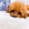 ティーカッププードル【群馬県・女の子・2025年4月19日・アプリコット】の写真6