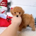 ティーカッププードル【群馬県・女の子・2024年10月16日・アプリコット】の写真8