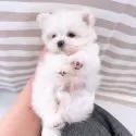 マルチーズ【群馬県・男の子・2024年11月25日・ホワイト】の写真14