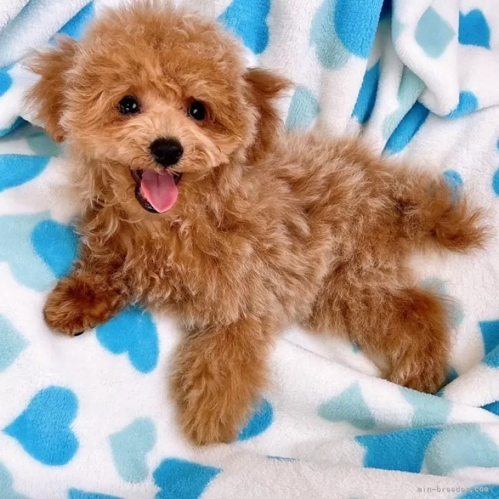 ID：2404-06864の子犬