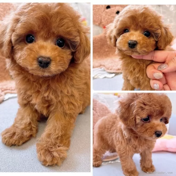 ID：2405-05388の子犬