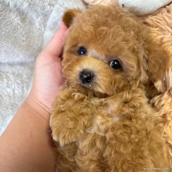 ID：2408-08486の子犬